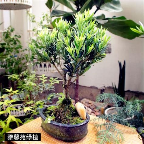 羅漢松 室內|羅漢松室內：為何這種植物是您家中的綠色夥伴 – 植物盆栽綠寶典